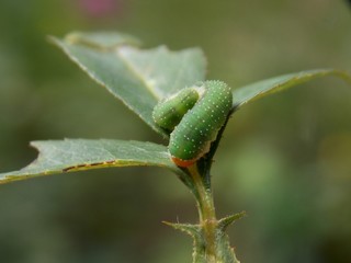 one small caterpillar on the plant
