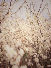 Spring white flowers