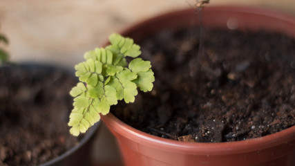 little beautiful plants 