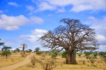 Baobab or  boab, boaboa, bottle tree, upside-down tree, and monkey bread tree Tarangire National...