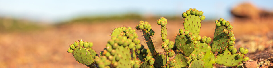 Cactus raquette opuntia bokeh roches ciel désert