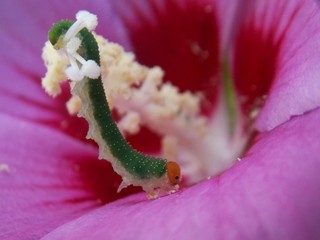 a small green caterpillar on a flower