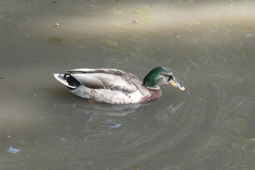 Duck