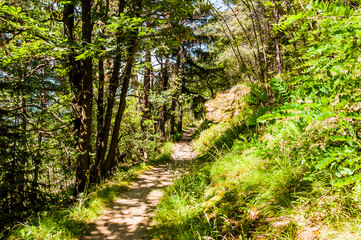 Obraz premium Dorf Tirol, Herrschaftsweg, Tiroler Kreuz, Wanderweg, Wald, Schlosswald, Laubwald Vinschgau, Südtirol, Sommer, Italien