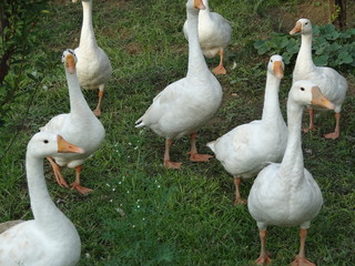 pekin american ducks wants something to eat