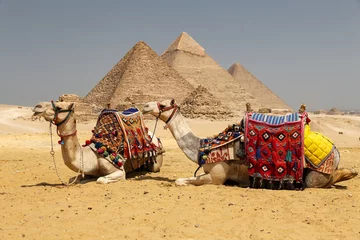 Fototapeten Kamele im Pyramidenkomplex von Gizeh, Kairo, Ägypten © EvrenKalinbacak