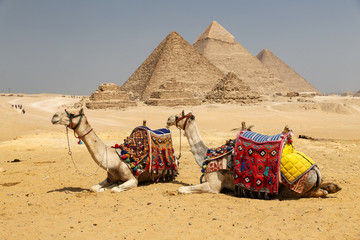 Camels in Giza Pyramid Complex, Cairo, Egypt - obrazy, fototapety, plakaty