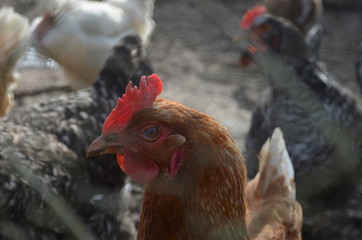  hungry roosters and chickens at farm