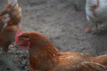  hungry roosters and chickens at farm