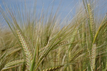 France. Bretagne. wheat fields