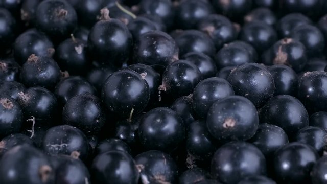 Detail of fresh blackcurrant. Macro trucking shot. Camera moves sideway to the diagonal.Soft focus, Close up. Black currant or blackcurrant (R&iacute;bes n&iacute;grum)