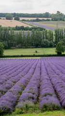Lavender Fields in Kent Countryside