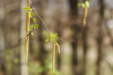 A branch of birch, on which catkins and leaves bloom in early spring.