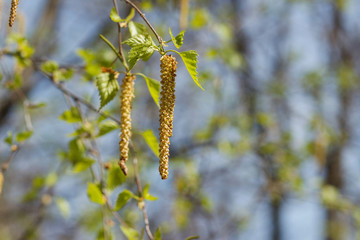 A branch of birch, on which catkins and leaves bloom in early spring.