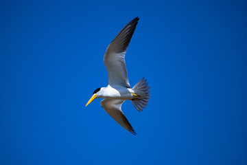 The large-billed tern (Phaetusa simplex) flying on blue sky watchful looking for food. Brazilian Pantanal.