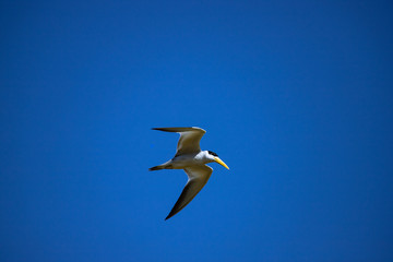 The large-billed tern (Phaetusa simplex) flying on blue sky watchful looking for food. Brazilian Pantanal.