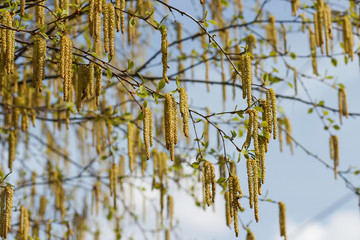 A branch of birch, on which catkins and leaves bloom in early spring.