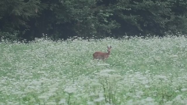 capriolo al pascolo all'alba