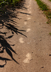 Footprints in the sand of the road after rain and the shadow of the leaves of corn along the edge of a corn field.
