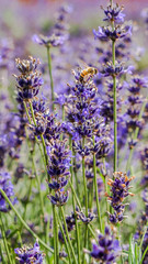 Lavender Fields in Kent Countryside