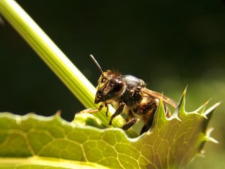 a small wasp on a leaf