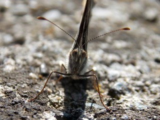 one small butterfly on concrete