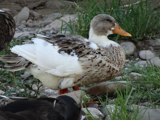 mallard duck looking forward