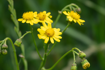 Groundsel Flowers in Bloom in Springtime