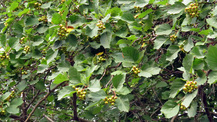 Hawthron green berries on the tree in summer       