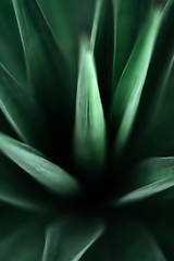 beautiful leaves background for wallpaper