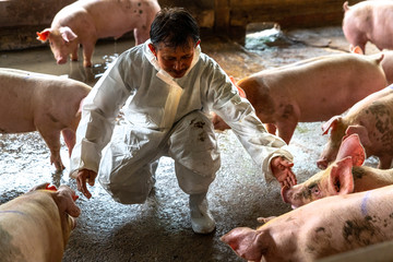 Asian veterinarian working and checking the big pig healthy in hog farms, animal and pigs farm...