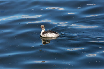 Silvery Grebe (Blanquillo) Latin Name Podiceps occipitalis. Tongoy Chile
