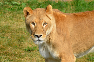 Lion is one of the four big cats in the genus Panthera, and a member of the family Felidae.