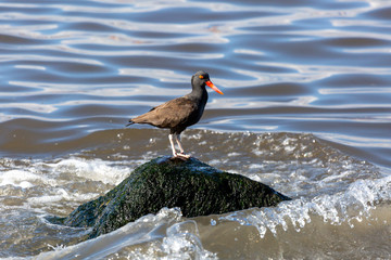 African Oystercatcher on a rock at sea. (Pilpilen Negro) Latin Name Haematopus Ater. Tongoy. Chile