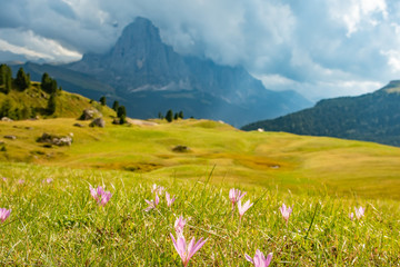 Fototapeta na wymiar Summer landscape of mount Langkofel or Sassolungo with flowers , South Tirol, Dolomites mountains, Italy