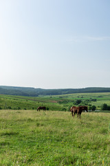 Horse graze in the meadow, fields and meadows, landscape