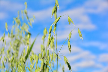 spikes of green oats against the blue sky with clouds.