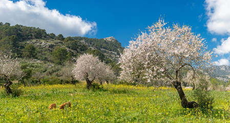 almond trees