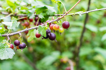 The jostaberry, complex-cross fruit bush, branch with ripening berries, black currant with black gooseberry and with European gooseberry, eco organic garden products