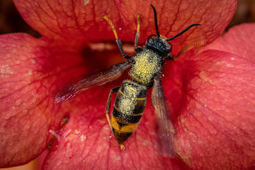 wasp on flower