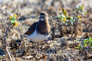 Rufous Chested Dotterel. (Chorlo Chileno) Latin name Charadrius Modestus. Humedal Tongoy. Chile