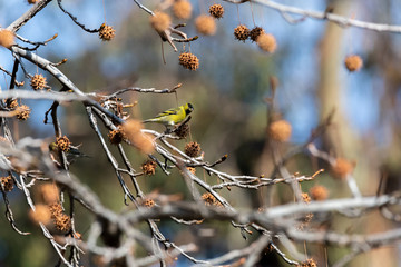 Jilguero (Spinus Barbata). American Goldfinch