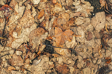 Fototapeta premium Texture of dry dead autumn leaves on the ground