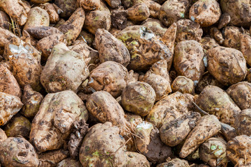 Sugar beet cut with leaves