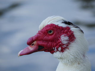 Red Face Duck at La Pradera Lake in Dosquebradas Colombia