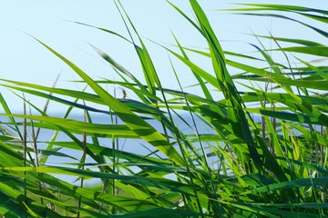 Blick durch das Schilf aufs Meer