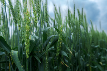 Green wheat crops in field