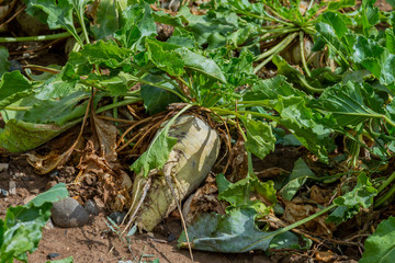 Sugar beet cut with leaves