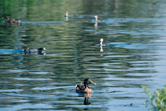 Waterfowl coexistence