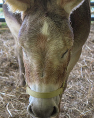 donkey on the farm